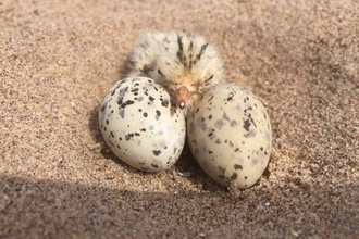 Little tern eggs and chick (c) Richard Doan