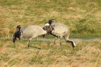 Crane pair at Willow Tree Fen in spring 2022