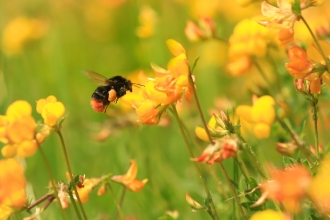 Red-tailed bumblebee on bird's foot trefoil