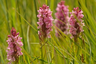 Southern-marsh orchids