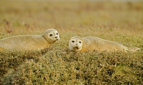 Common seals