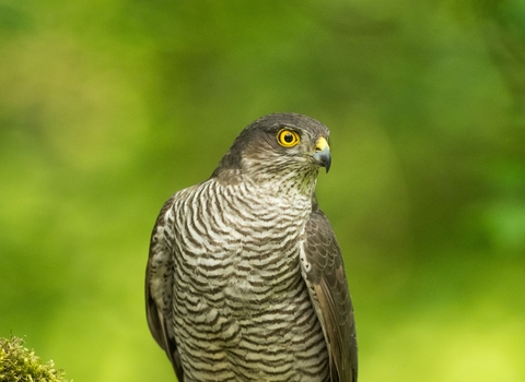 Sparrowhawk sitting on a branch