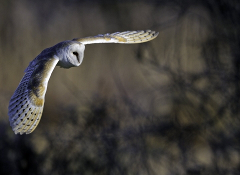 Barn owl
