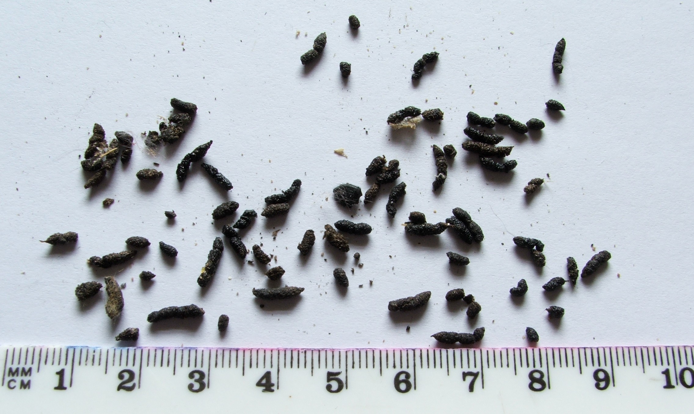 Identifying animal droppings | Lincolnshire Wildlife Trust