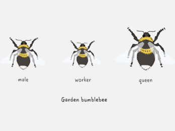 Identify Bumblebees | Lincolnshire Wildlife Trust