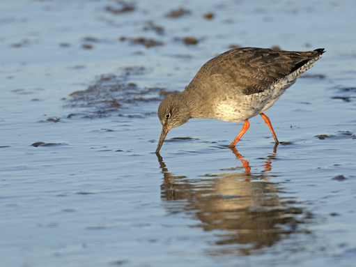 Gibraltar Point | Lincolnshire Wildlife Trust