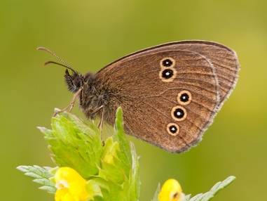 Wildflower Meadows | Lincolnshire Wildlife Trust