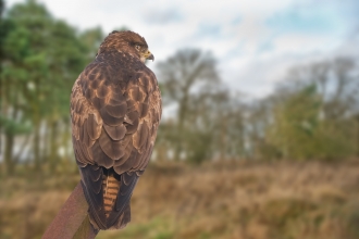 Birds Of Prey Lincolnshire Wildlife Trust