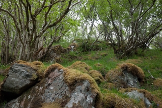 Atlantic hazel wood