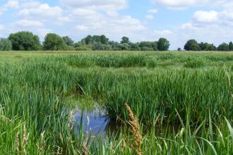 Baston Fen