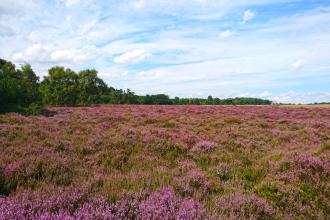 Kirkby Moor