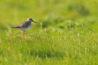 Redshank 2