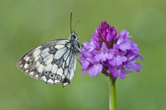 Marbled white butterfly