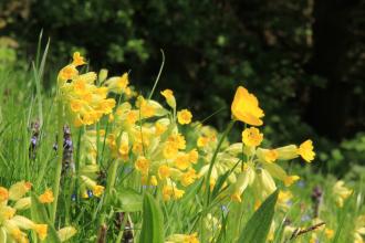 Cowslips