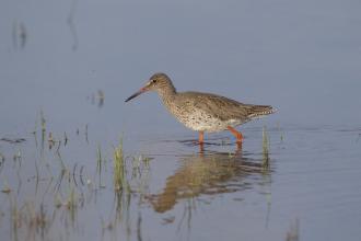 Redshank