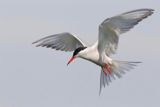 Common Tern