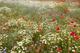 Wildflowers