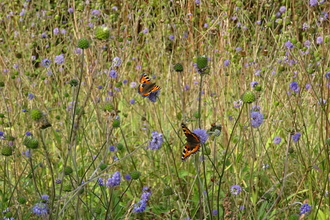 Messingham Sand Quarry