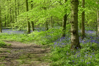 Rigsby Wood