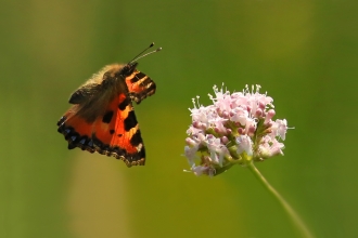 Tortoiseshell butterfly