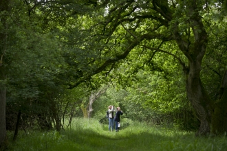 Woodland walk