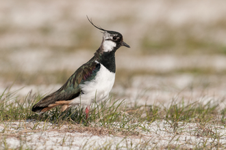 Lapwing