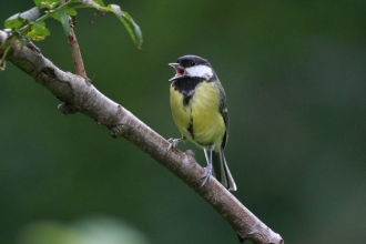 Great tit singing