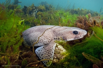 Lesser spotted cat shark