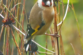 Goldfinch (c) Caroline Steel