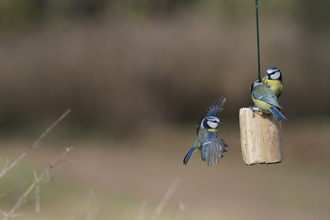 Action blue tits