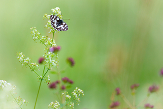 butterfly