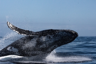 Humpback whale