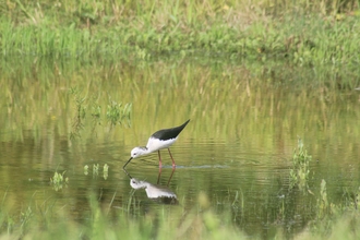 Black-winged stilt