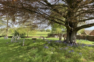 Churchyard with flowers and a large beech tree