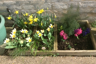 Bulbs in flower at Kirkby La Thorpe Primary Academy