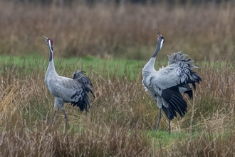 Cranes displaying at Willow Tree Fen (c) David Roberts