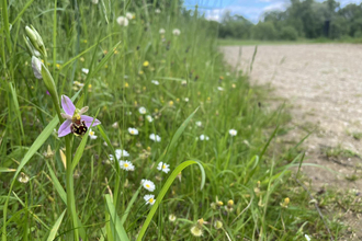 Bee orchids growing beside the path at Whisby Nature Park
