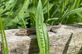 Common lizard on wooden rail fencing at Whisby Nature Park near Lincoln