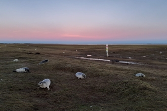 Grey seals at Donna Nook in early morning light