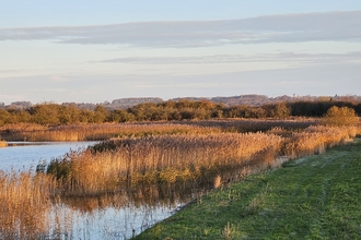 View of the reedbeds of Far Ings in November