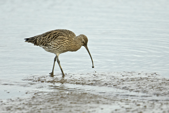 Curlew feeding on a mudflat (c) Chris Gomersall/2020VISION