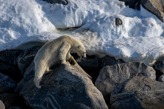 Polar bear clambering over rocks (c) Matthew Capper