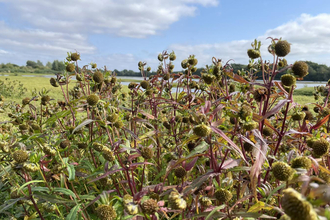 Rare nodding bur-marigold at Whisby