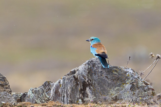 Roller on rock in Extremadura