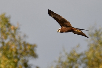 Marsh harrier at Whisby