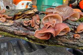 Jelly ear fungus on a piece of decaying wood at Whisby