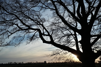 winter tree silhouette