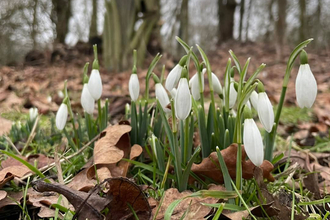 Early snowdrops coming into bloom at Whisby