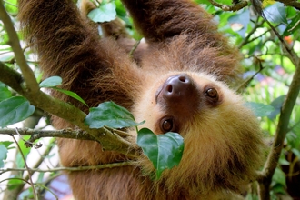 two-toed sloth costa rica