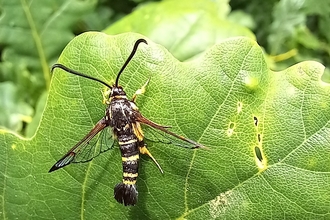 yellow-legged clearwing moth